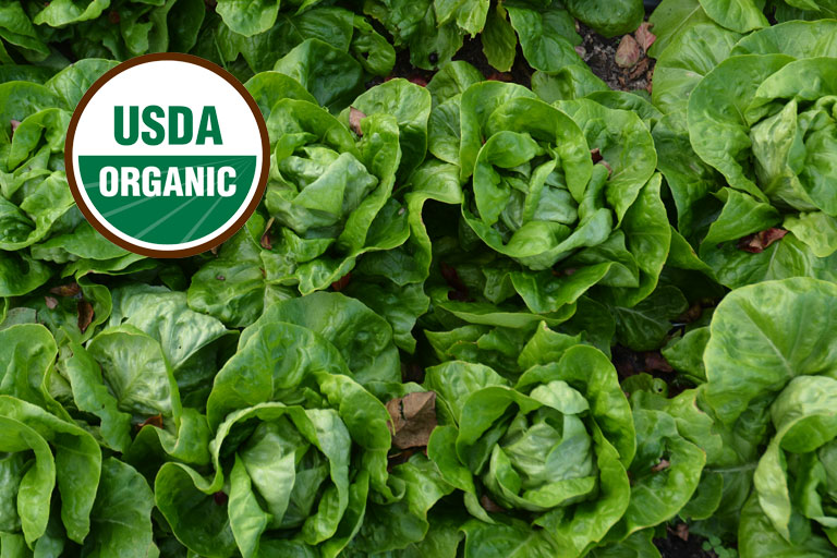 USDA Organic Spinach