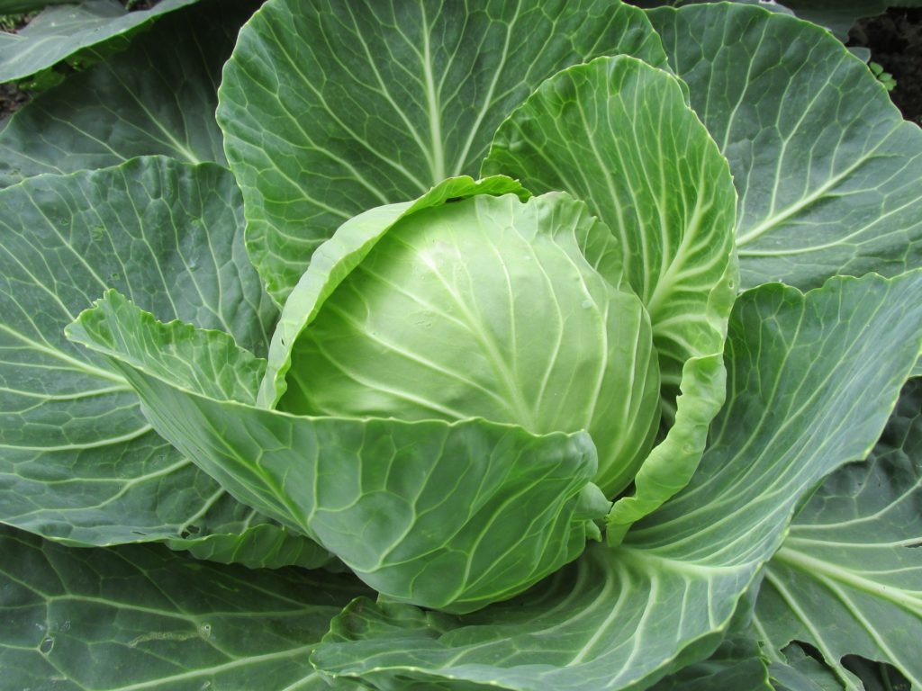 Close-up image of cabbage head on the plant.
