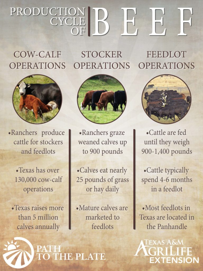 business plan for cattle operation