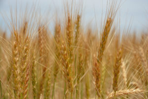 gluten in wheat
