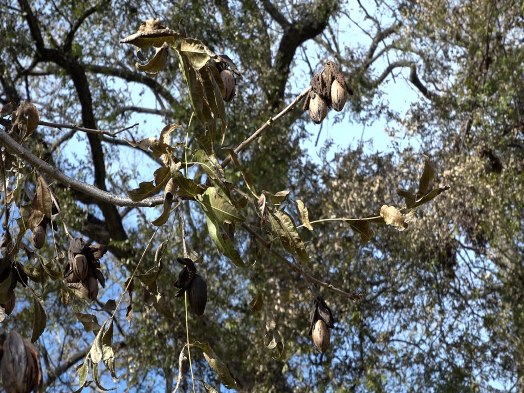 pecan tree