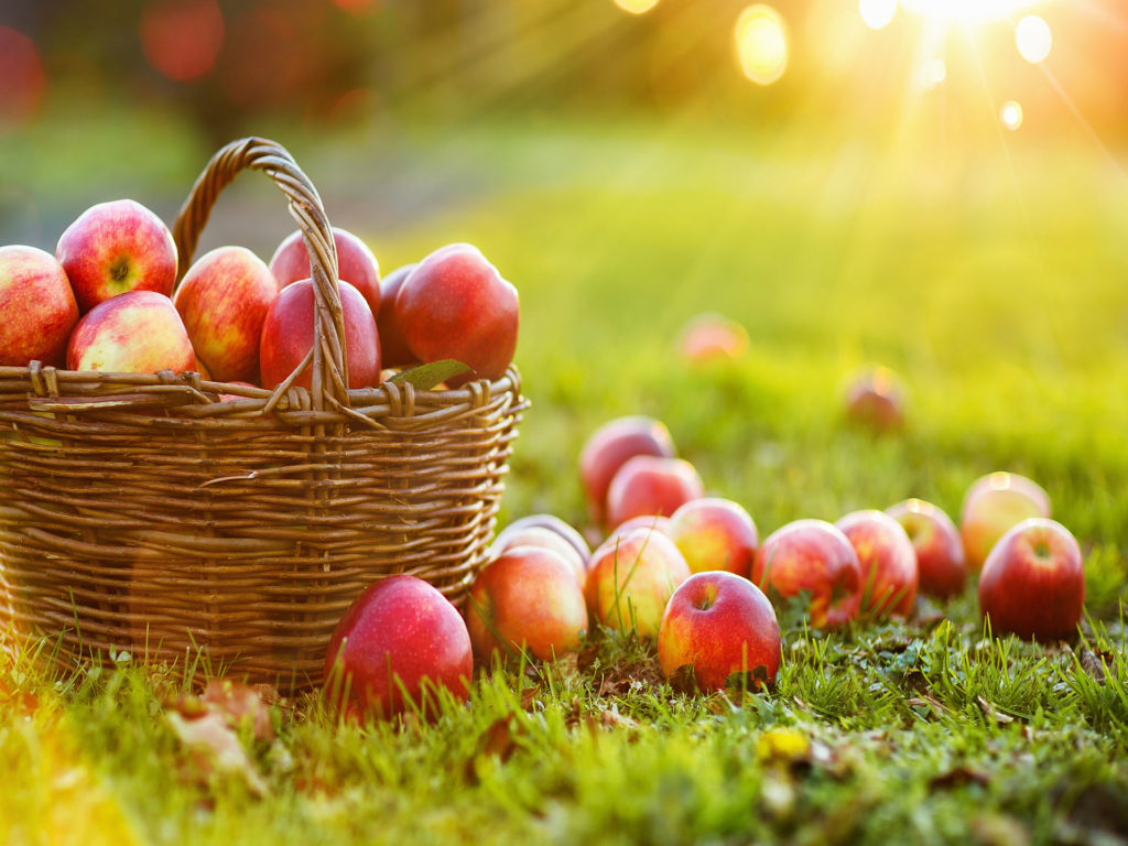 apples in a basket