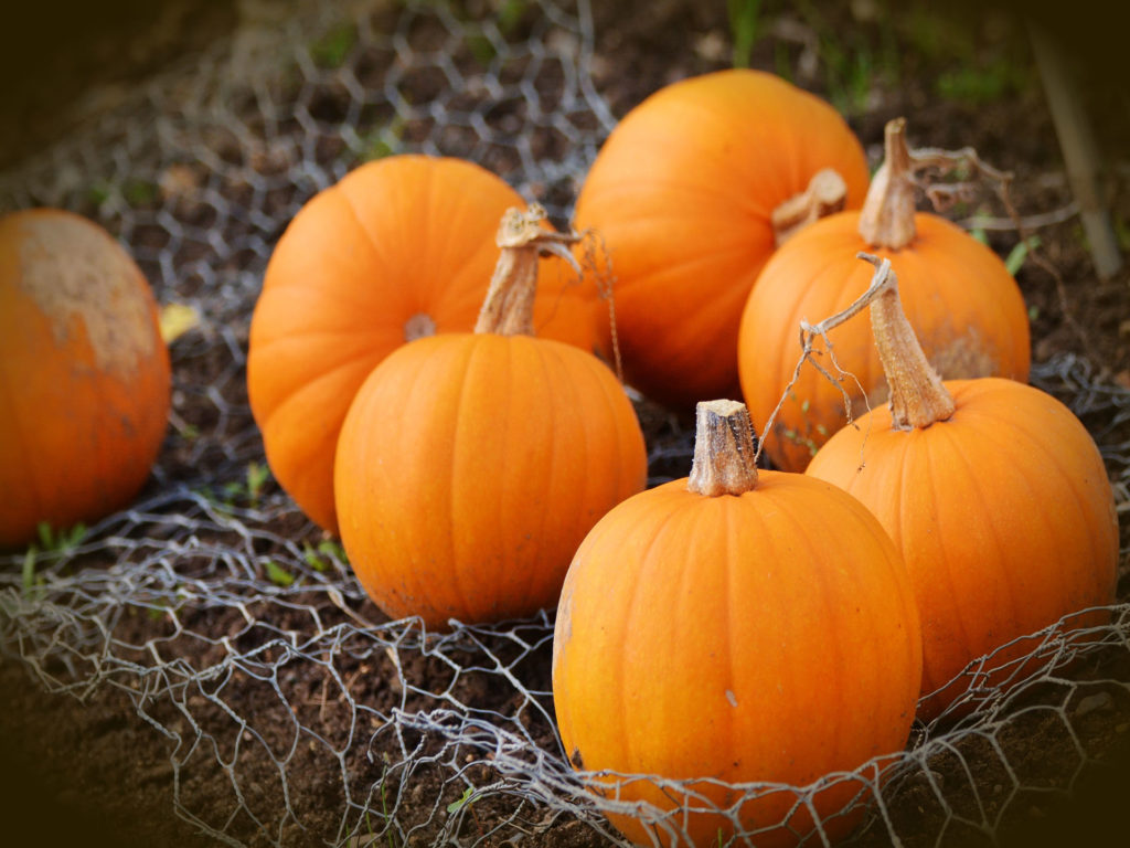 pumpkins on the ground